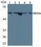 Lysophosphatidylcholine Acyltransferase 3 antibody, LS-C314316, Lifespan Biosciences, Western Blot image 