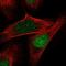 Aquarius Intron-Binding Spliceosomal Factor antibody, HPA055647, Atlas Antibodies, Immunofluorescence image 