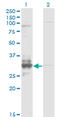 Tissue Factor Pathway Inhibitor 2 antibody, LS-C133528, Lifespan Biosciences, Western Blot image 