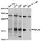 60S ribosomal protein L35 antibody, STJ111539, St John