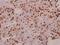 Transcription Elongation Factor A Like 1 antibody, A09601, Boster Biological Technology, Immunohistochemistry paraffin image 