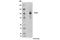 Phospholipase D2 antibody, 13904S, Cell Signaling Technology, Western Blot image 