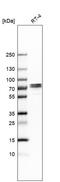 Tripartite Motif Containing 29 antibody, HPA020053, Atlas Antibodies, Western Blot image 