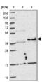 Nuclear Transcription Factor Y Subunit Alpha antibody, NBP2-48977, Novus Biologicals, Western Blot image 