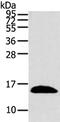 Peptidylprolyl Isomerase Like 1 antibody, PA5-51300, Invitrogen Antibodies, Western Blot image 