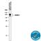 Intercellular Adhesion Molecule 5 antibody, AF1950, R&D Systems, Western Blot image 