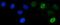 SYCP3 antibody, A05718-3, Boster Biological Technology, Immunofluorescence image 