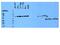 Flavin Containing Dimethylaniline Monoxygenase 5 antibody, 16864-1-AP, Proteintech Group, Western Blot image 