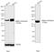 Alpha-1-antitrypsin antibody, MIA1101, Invitrogen Antibodies, Western Blot image 