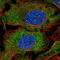 Decapping MRNA 1B antibody, HPA058778, Atlas Antibodies, Immunofluorescence image 