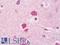 Neuronal Differentiation 1 antibody, LS-B10748, Lifespan Biosciences, Immunohistochemistry frozen image 