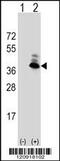 Aspartoacylase antibody, 62-507, ProSci, Western Blot image 