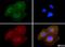 SRA Stem-Loop Interacting RNA Binding Protein antibody, NB110-37258, Novus Biologicals, Immunofluorescence image 