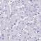 Sperm Acrosome Associated 1 antibody, NBP2-38506, Novus Biologicals, Immunohistochemistry paraffin image 