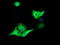Transforming Acidic Coiled-Coil Containing Protein 3 antibody, TA501255, Origene, Immunofluorescence image 