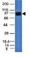 Nucleolin antibody, orb388509, Biorbyt, Western Blot image 