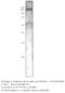 Transient Receptor Potential Cation Channel Subfamily M Member 8 antibody, MBS540414, MyBioSource, Western Blot image 