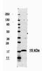 Avidin antibody, orb344991, Biorbyt, Western Blot image 