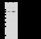 FMR1 Autosomal Homolog 1 antibody, 105112-T42, Sino Biological, Western Blot image 