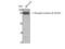 Catenin Beta 1 antibody, STJ91364, St John