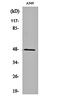 Protein Serine Kinase H1 antibody, orb162496, Biorbyt, Western Blot image 