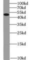 Potassium Calcium-Activated Channel Subfamily N Member 4 antibody, FNab04499, FineTest, Western Blot image 