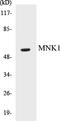 MAP kinase-interacting serine/threonine-protein kinase 1 antibody, EKC1383, Boster Biological Technology, Western Blot image 