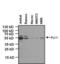 Fli-1 Proto-Oncogene, ETS Transcription Factor antibody, PA5-16899, Invitrogen Antibodies, Western Blot image 