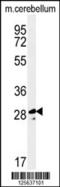 Tescalcin antibody, 61-807, ProSci, Western Blot image 