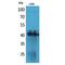 Platelet Derived Growth Factor D antibody, LS-C387057, Lifespan Biosciences, Western Blot image 