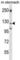 Laminin Subunit Gamma 2 antibody, abx027723, Abbexa, Western Blot image 