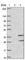 Olfactory Receptor Family 8 Subfamily S Member 1 antibody, HPA045595, Atlas Antibodies, Western Blot image 