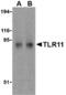 TLR11 antibody, AHP1718, Bio-Rad (formerly AbD Serotec) , Immunohistochemistry frozen image 