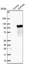 Zinc Finger Protein 394 antibody, PA5-62406, Invitrogen Antibodies, Western Blot image 