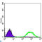 ETS Proto-Oncogene 1, Transcription Factor antibody, LS-C812593, Lifespan Biosciences, Western Blot image 