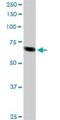 Transcription Factor Binding To IGHM Enhancer 3 antibody, H00007030-D01P, Novus Biologicals, Western Blot image 