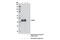 Sirtuin 6 antibody, 12486S, Cell Signaling Technology, Immunoprecipitation image 