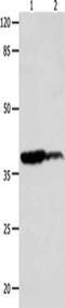Lysophosphatidic Acid Receptor 4 antibody, CSB-PA037833, Cusabio, Western Blot image 