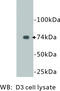 Endoglin antibody, MBS355054, MyBioSource, Western Blot image 