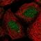 Homeobox B4 antibody, HPA057432, Atlas Antibodies, Immunofluorescence image 