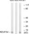 NADH dehydrogenase [ubiquinone] 1 alpha subcomplex subunit 4 antibody, abx014624, Abbexa, Western Blot image 