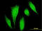 Death Domain Associated Protein antibody, LS-C197023, Lifespan Biosciences, Immunofluorescence image 