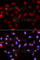 Baculoviral IAP Repeat Containing 5 antibody, A1551, ABclonal Technology, Immunofluorescence image 