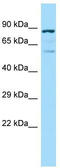 Phosphatase And Actin Regulator 4 antibody, TA331760, Origene, Western Blot image 