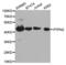 PTPN2 antibody, LS-C331703, Lifespan Biosciences, Western Blot image 