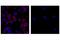 Programmed Cell Death 1 antibody, 61237S, Cell Signaling Technology, Immunocytochemistry image 