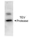 TEV Genome polyprotein antibody, orb344660, Biorbyt, Western Blot image 