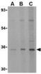 Ectodysplasin A2 Receptor antibody, NBP1-76710, Novus Biologicals, Western Blot image 