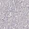 Aryl Hydrocarbon Receptor Nuclear Translocator 2 antibody, PA5-51504, Invitrogen Antibodies, Immunohistochemistry frozen image 