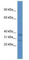 Transcription Elongation Factor A3 antibody, NBP1-91318, Novus Biologicals, Western Blot image 